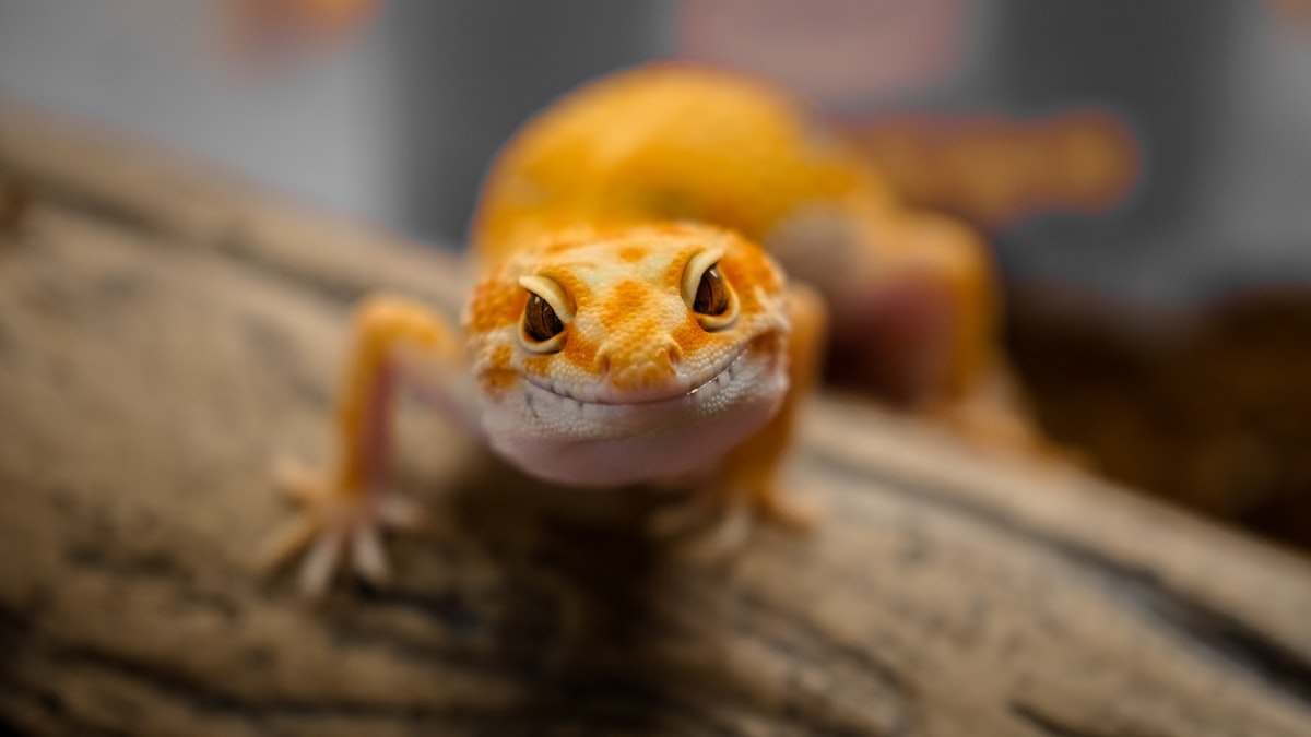 にっこり笑うヒョウモントカゲモドキ